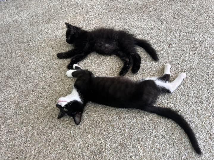 Valeria and Pepper bonded kittens, a Adoptable Domestic Short Hair in Enfield, CT image 4/4