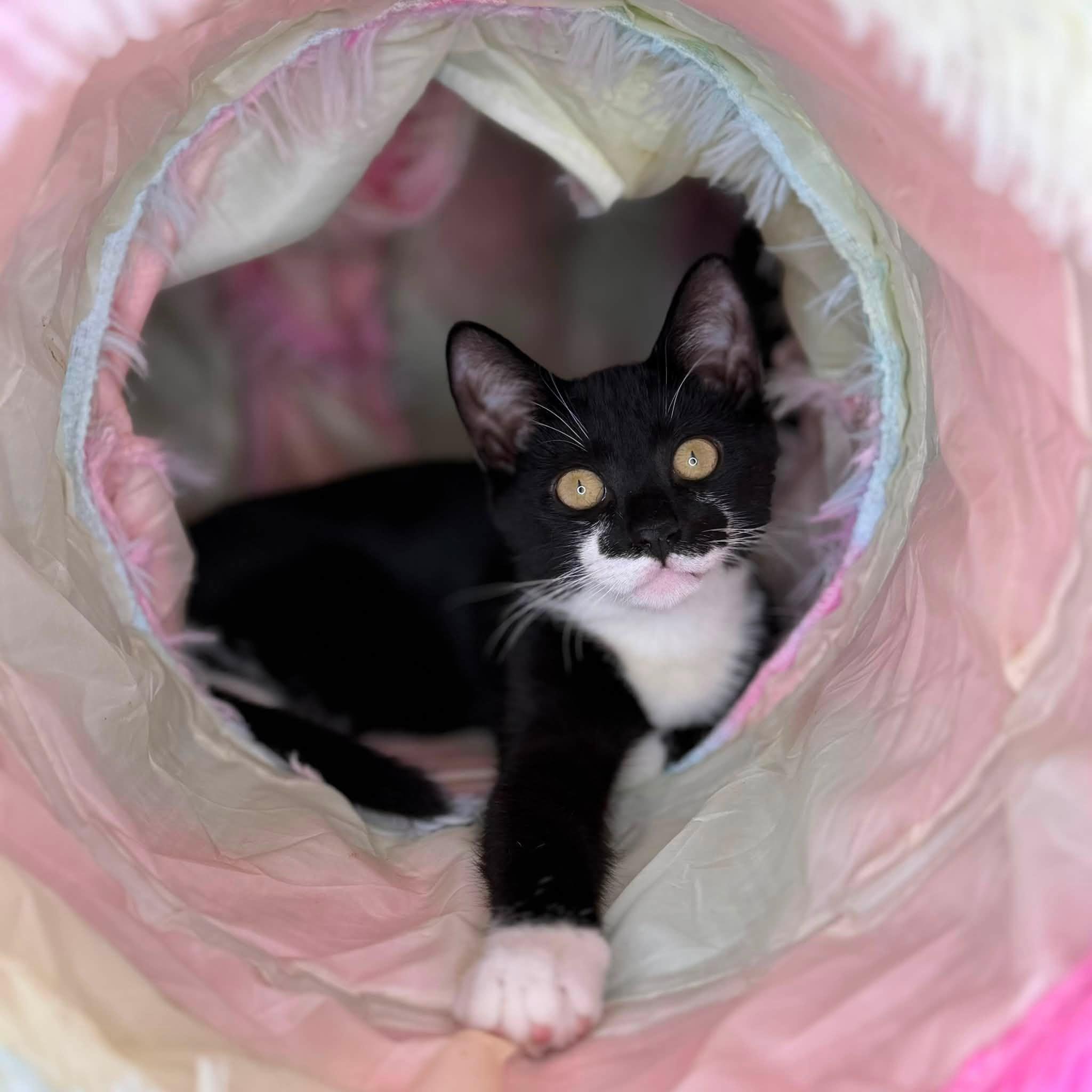 Enlarge Valeria and Pepper bonded kittens, a Adoptable Domestic Short Hair in Enfield, CT image 5/6