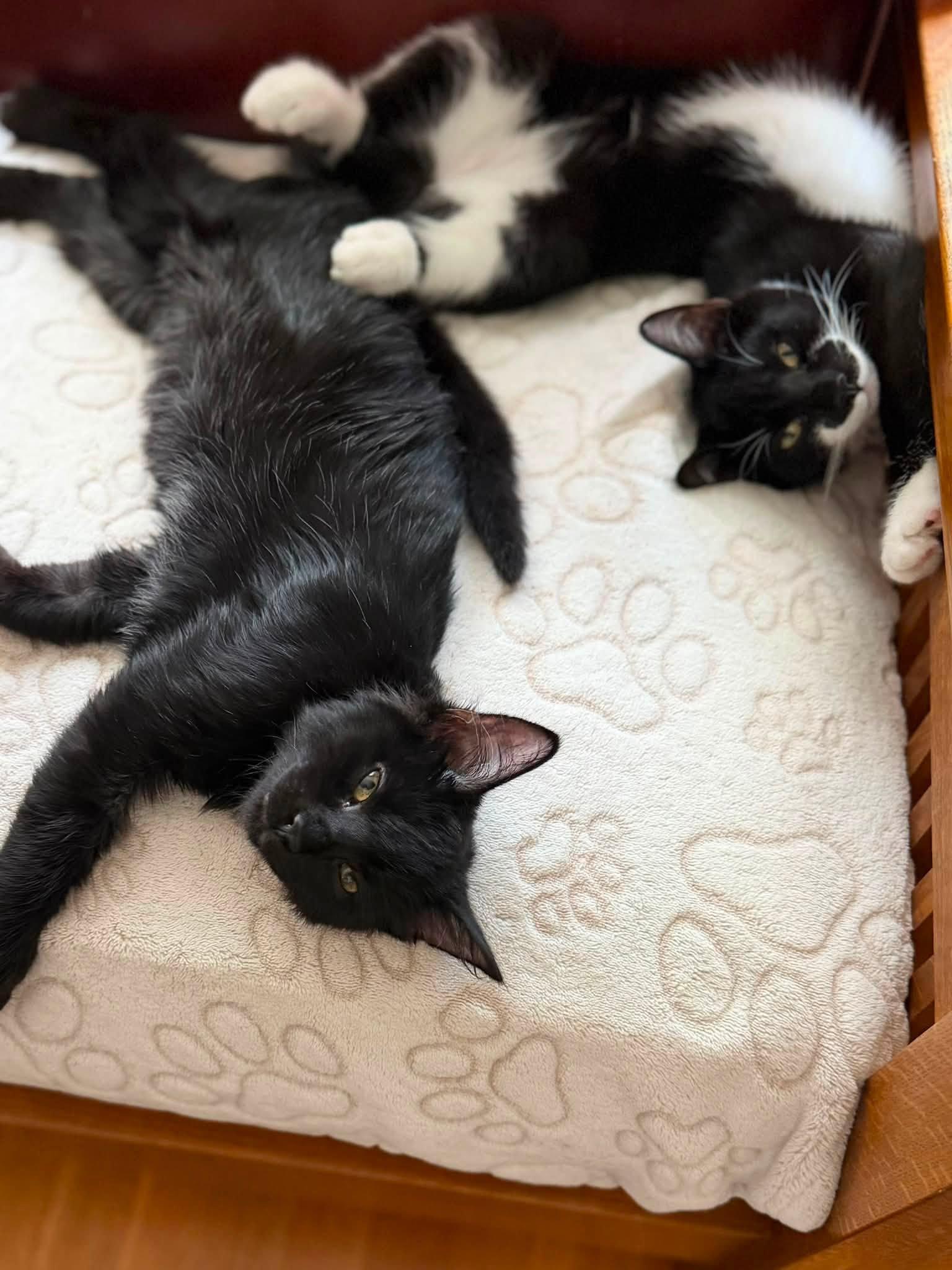 Enlarge Valeria and Pepper bonded kittens, a Adoptable Domestic Short Hair in Enfield, CT image 6/6
