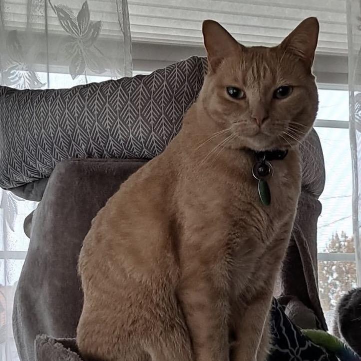 Enlarge Mindy , a ADOPTABLE Domestic Short Hair in Crookston, MN image 1/1