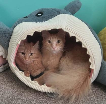 Enlarge Reeses, a Adoptable mixed breed in Elk Grove Village, IL image 1/3