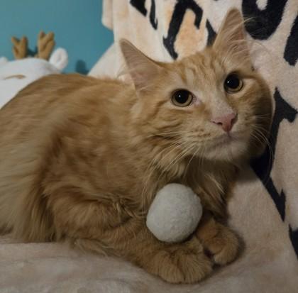 Enlarge Reeses, a Adoptable mixed breed in Elk Grove Village, IL image 1/5