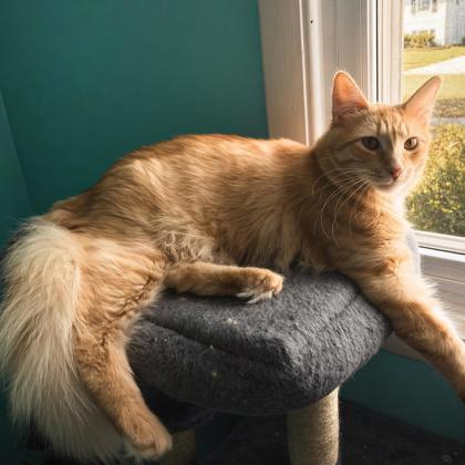 Enlarge Reeses, a Adoptable mixed breed in Elk Grove Village, IL image 3/3