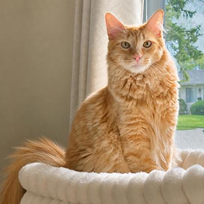 Reeses, a Adoptable mixed breed in Elk Grove Village, IL image 3/3