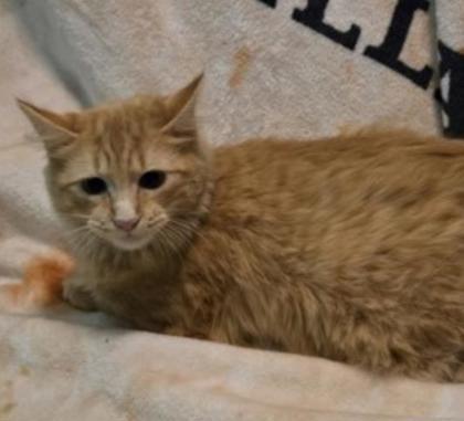 Enlarge Reeses, a Adoptable mixed breed in Elk Grove Village, IL image 5/5