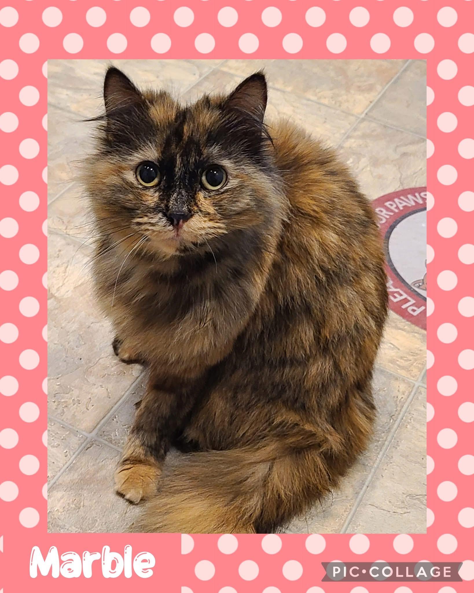 Marble, an adoptable Domestic Long Hair in Iron River, MI, 49935 | Photo Image 1
