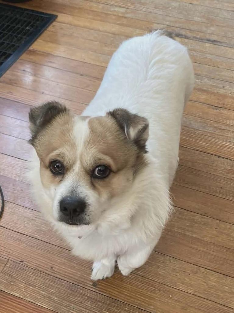 Enlarge Buddy, a Adoptable Corgi in sun prairie, WI image 1/1