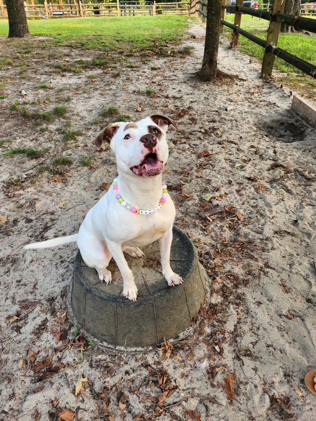 Kahlua, Adopted, Young Female Pit Bull Terrier.