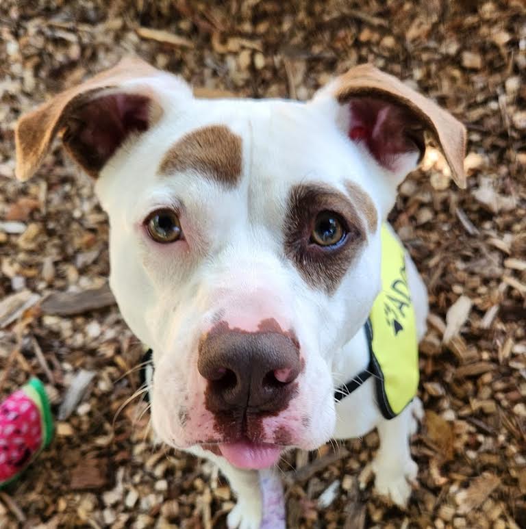 Kahlua, a Adopted Pit Bull Terrier in west creek, NJ image 3/5