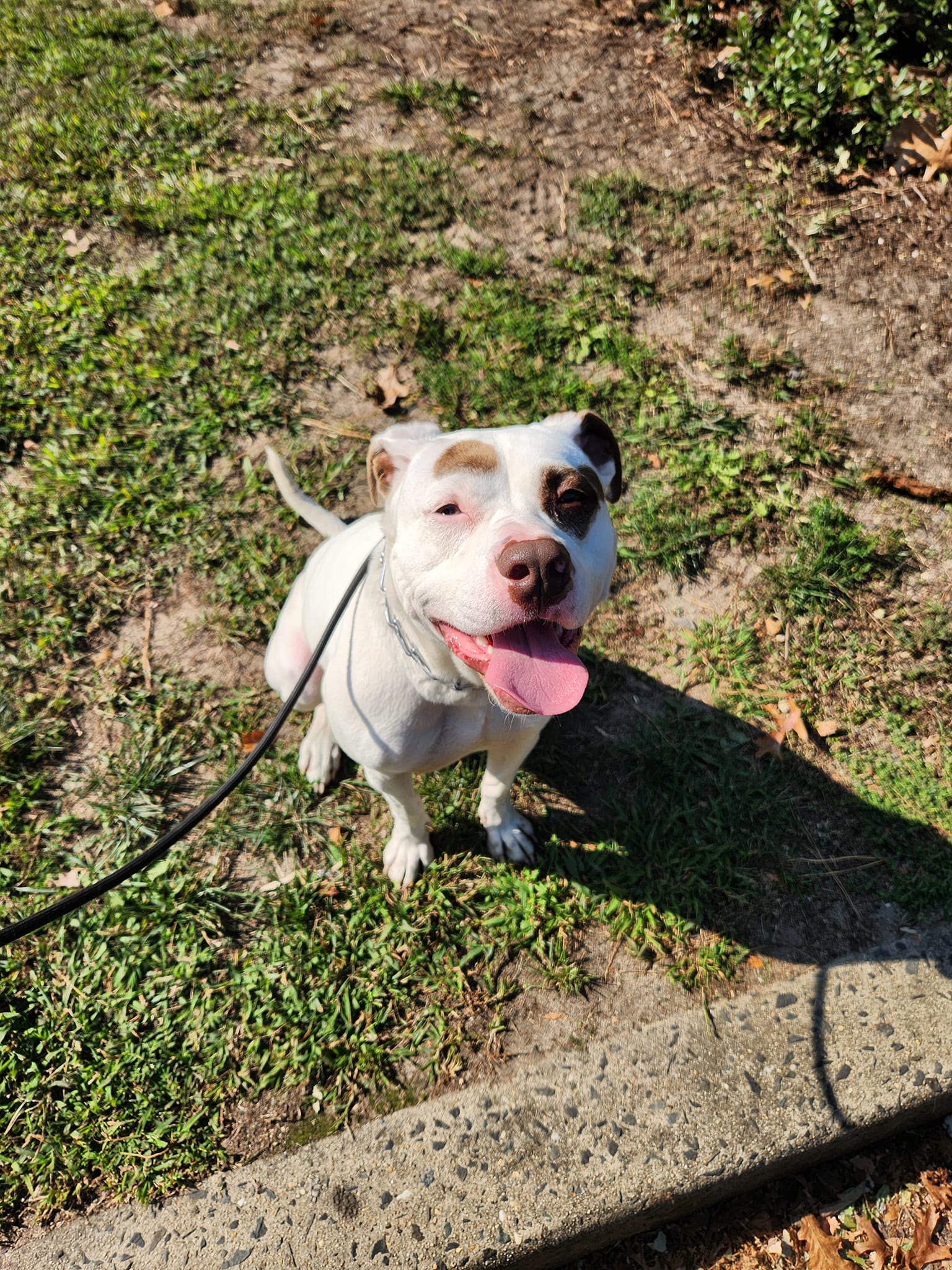 Kahlua, a Adopted Pit Bull Terrier in west creek, NJ image 4/5