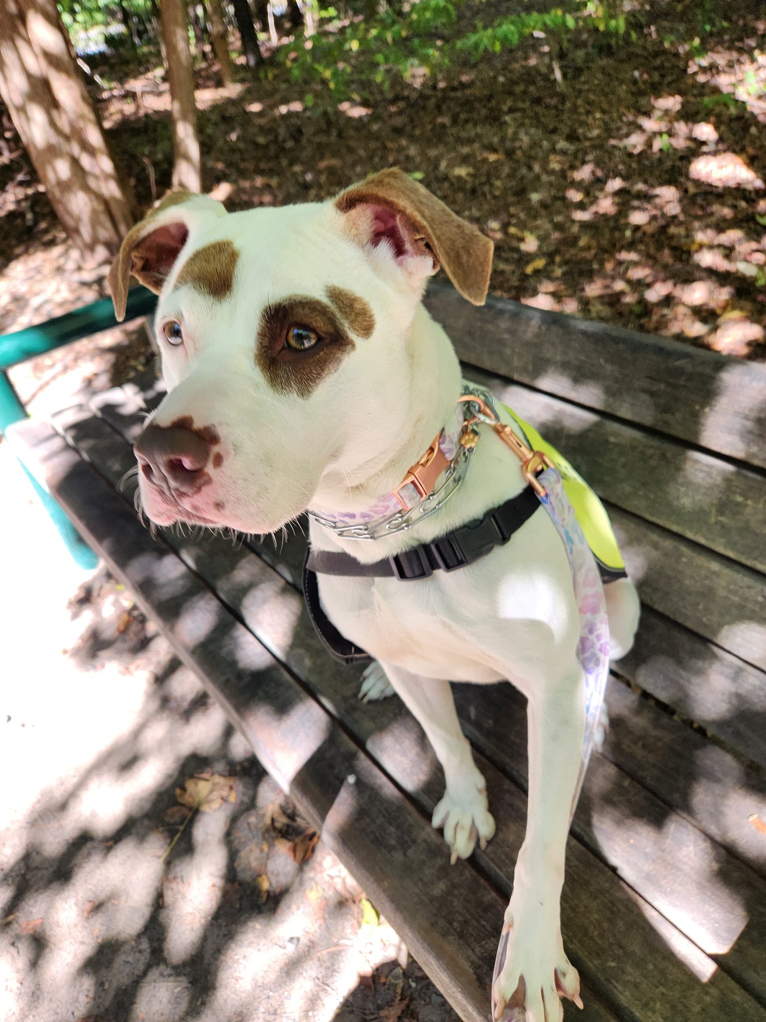 Kahlua, a Adopted Pit Bull Terrier in west creek, NJ image 5/5