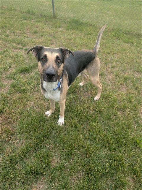 Enlarge CHAOS, a Adoptable mixed breed in Upper Marlboro, MD image 1/1