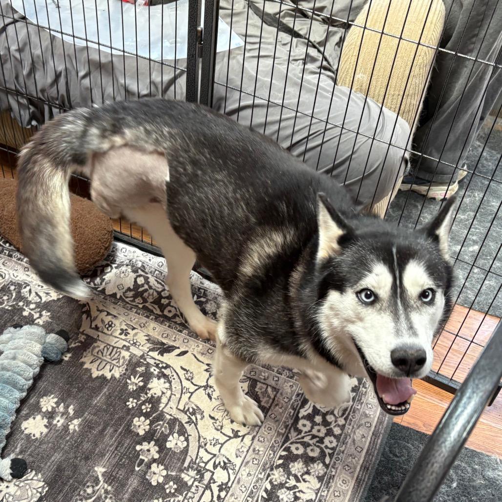 Pinga, a Adoptable Siberian Husky in Carol Stream, IL image 1/6