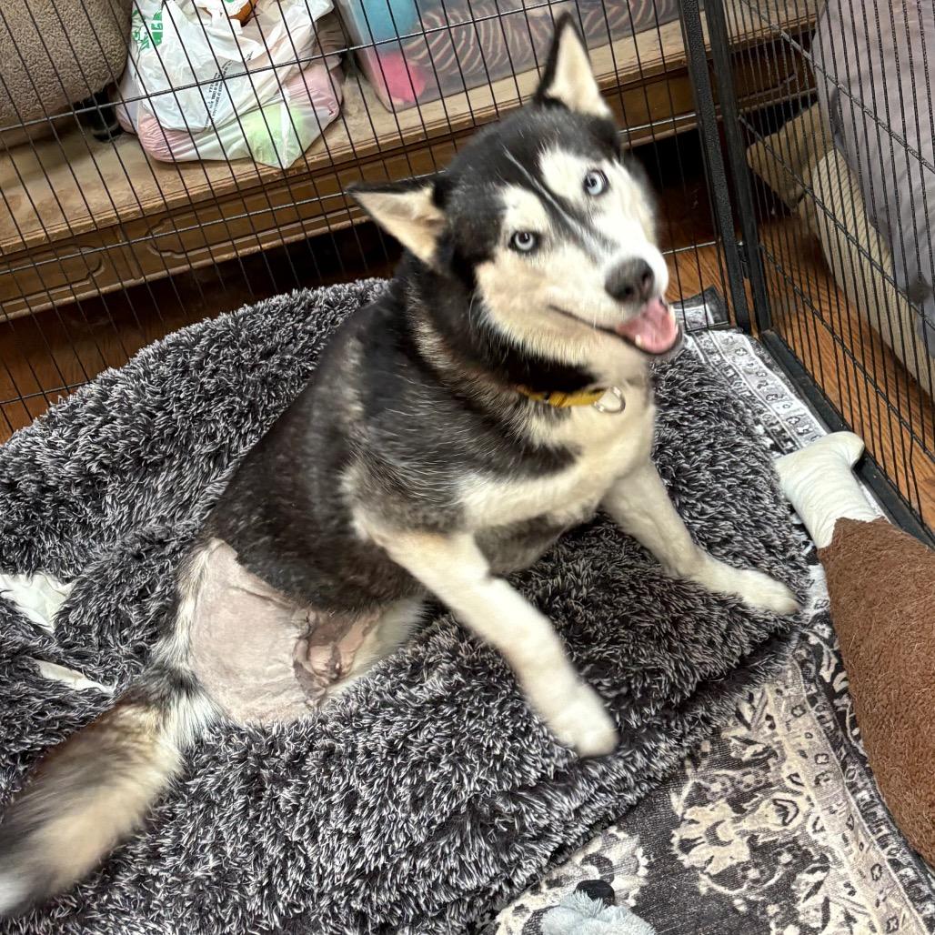 Pinga, a Adoptable Siberian Husky in Carol Stream, IL image 2/6
