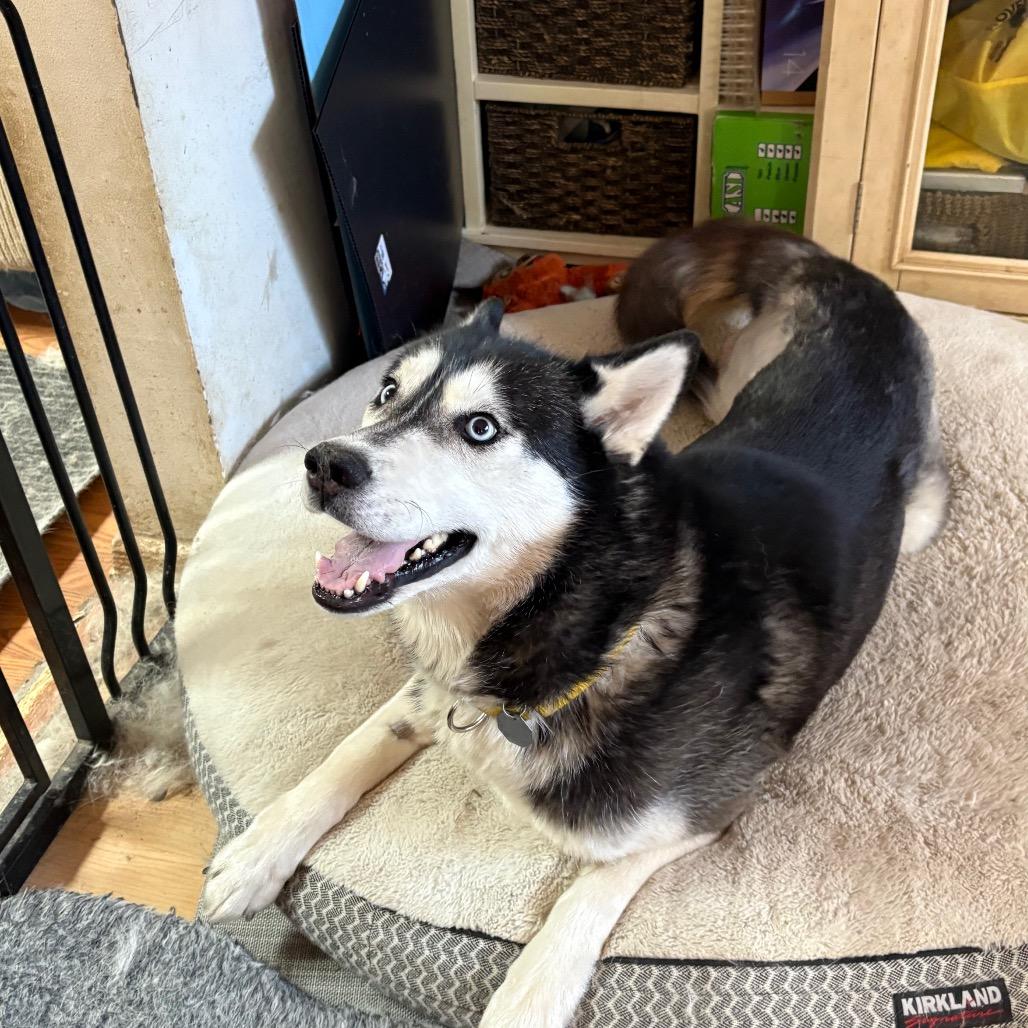 Pinga, a Adoptable Siberian Husky in Carol Stream, IL image 3/6