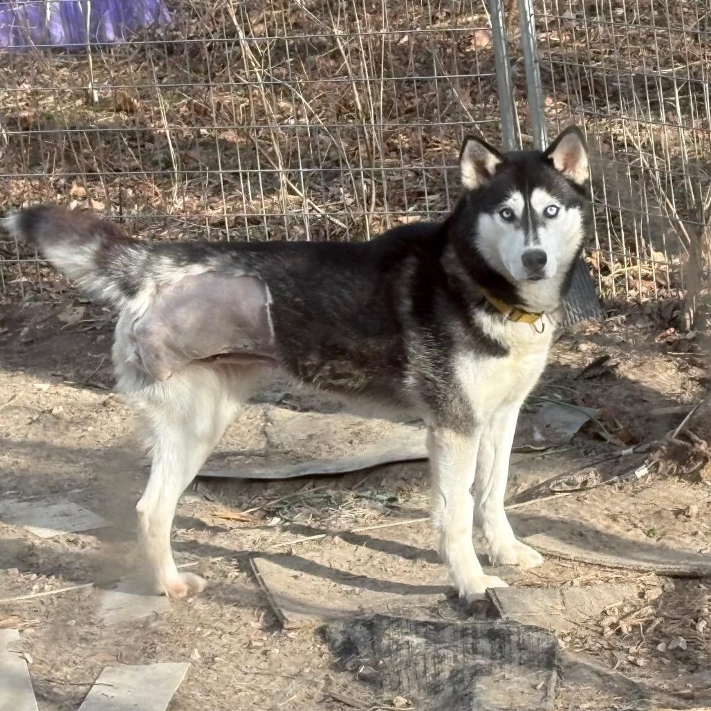 Pinga, a Adoptable Siberian Husky in Carol Stream, IL image 4/6