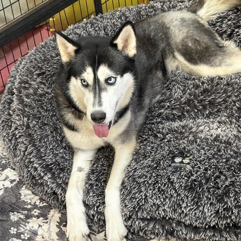 Pinga, a Adoptable Siberian Husky in Carol Stream, IL image 5/6