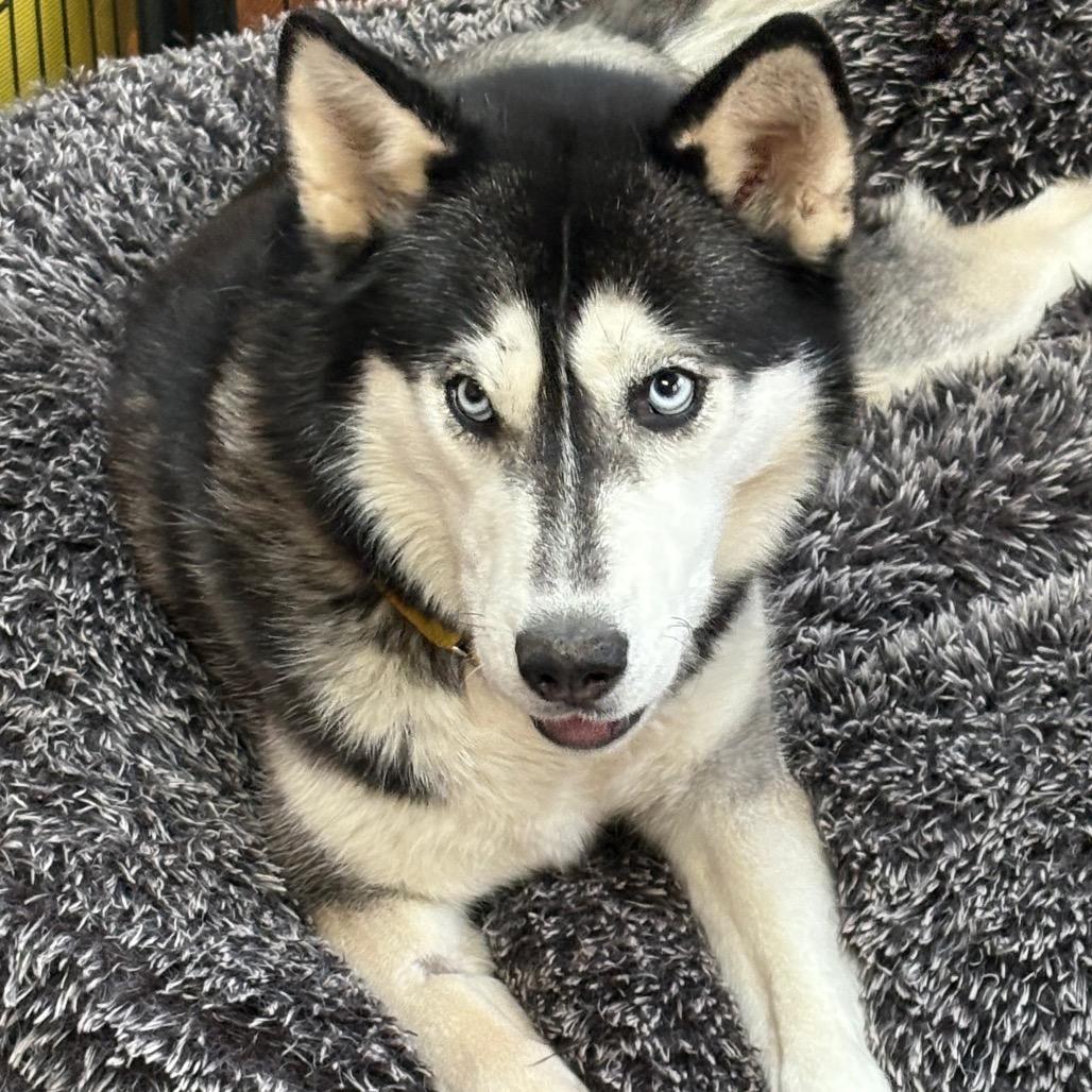 Pinga, a Adoptable Siberian Husky in Carol Stream, IL image 6/6