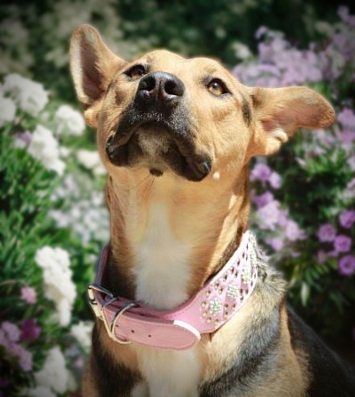 Sunrise, Adoptable, Adult Female German Shepherd Dog & Retriever.