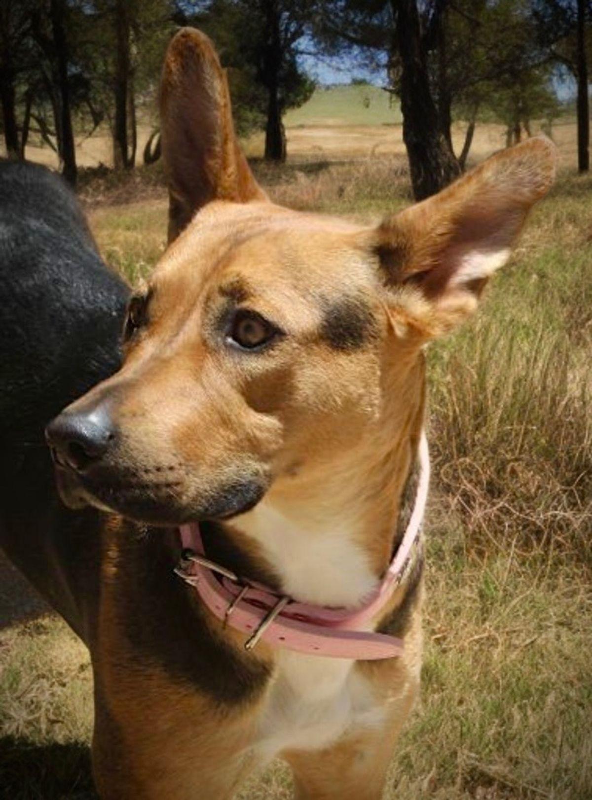 Sunrise, a Adoptable mixed breed in Kingman, AZ image 2/3