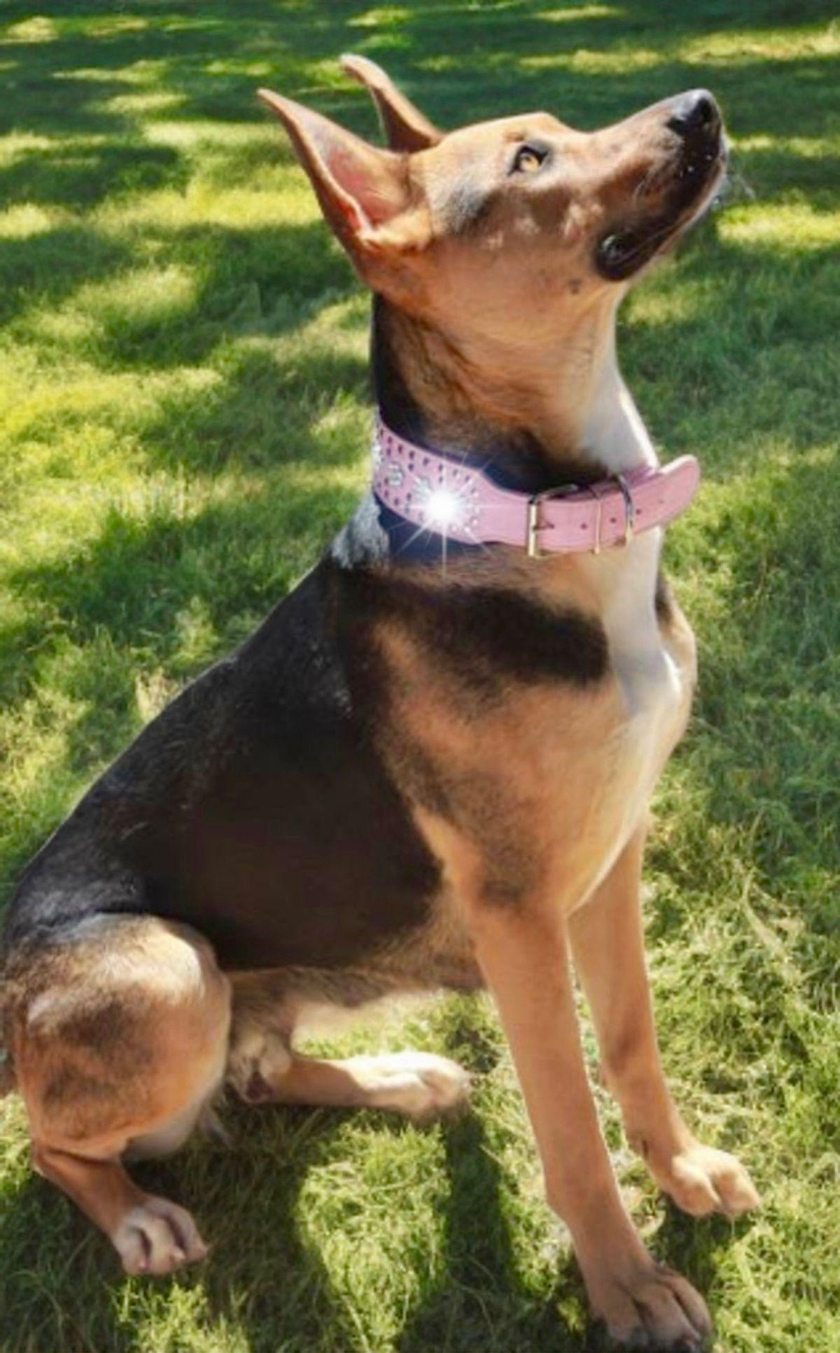 Sunrise, a Adoptable mixed breed in Kingman, AZ image 3/3
