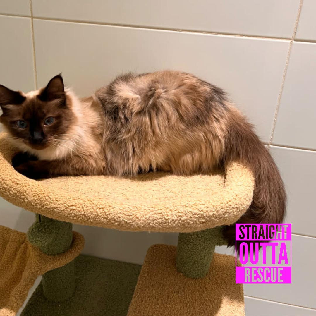 Enlarge Rose (bonded to Jenga), a ADOPTABLE Himalayan in Vancouver, BC image 2/4