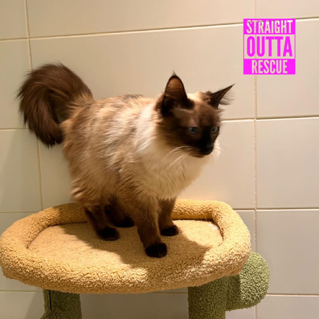 Enlarge Rose (bonded to Jenga), a ADOPTABLE Himalayan in Vancouver, BC image 3/4
