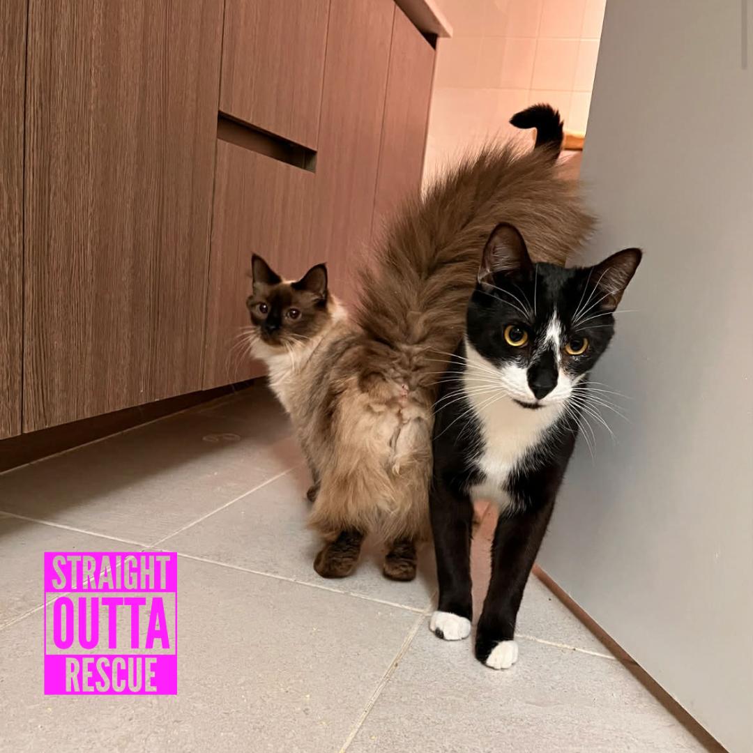 Enlarge Rose (bonded to Jenga), a ADOPTABLE Himalayan in Vancouver, BC image 4/4