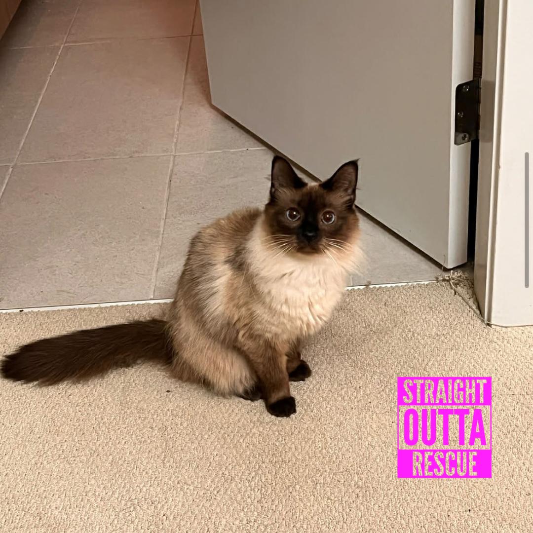 Enlarge Rose (bonded to Jenga), a ADOPTABLE Himalayan in Vancouver, BC image 1/4