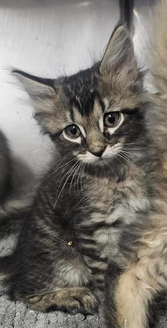 Beta, Adopted, Kitten Male Domestic Medium Hair.