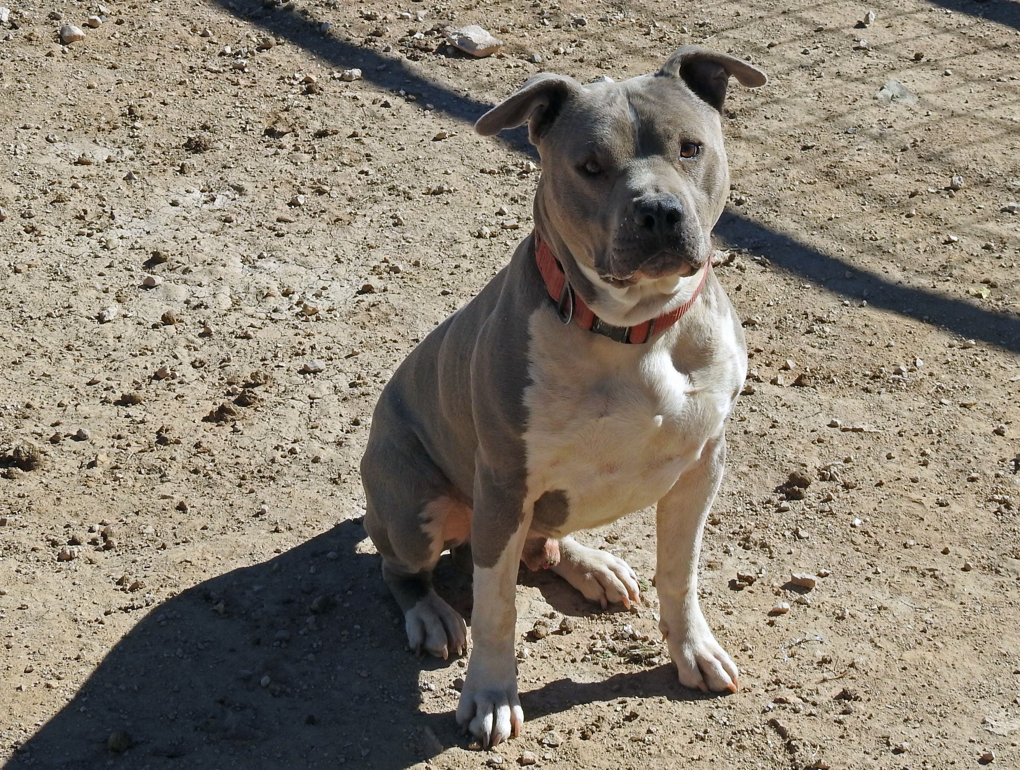 Enlarge Gunther, a Adoptable mixed breed in Marathon, TX image 2/4