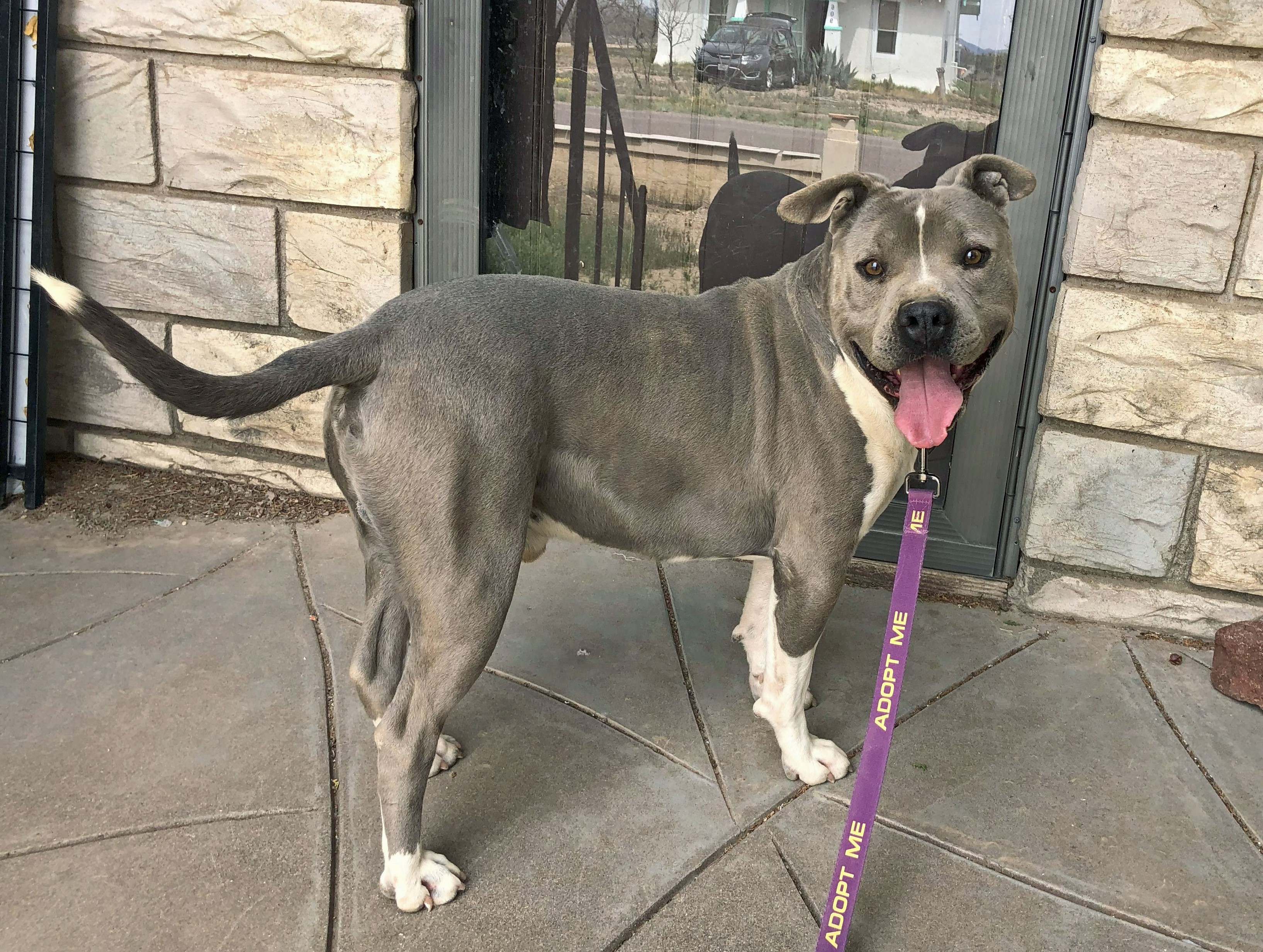 Gunther, Adoptable, Adult Male American Staffordshire Terrier.