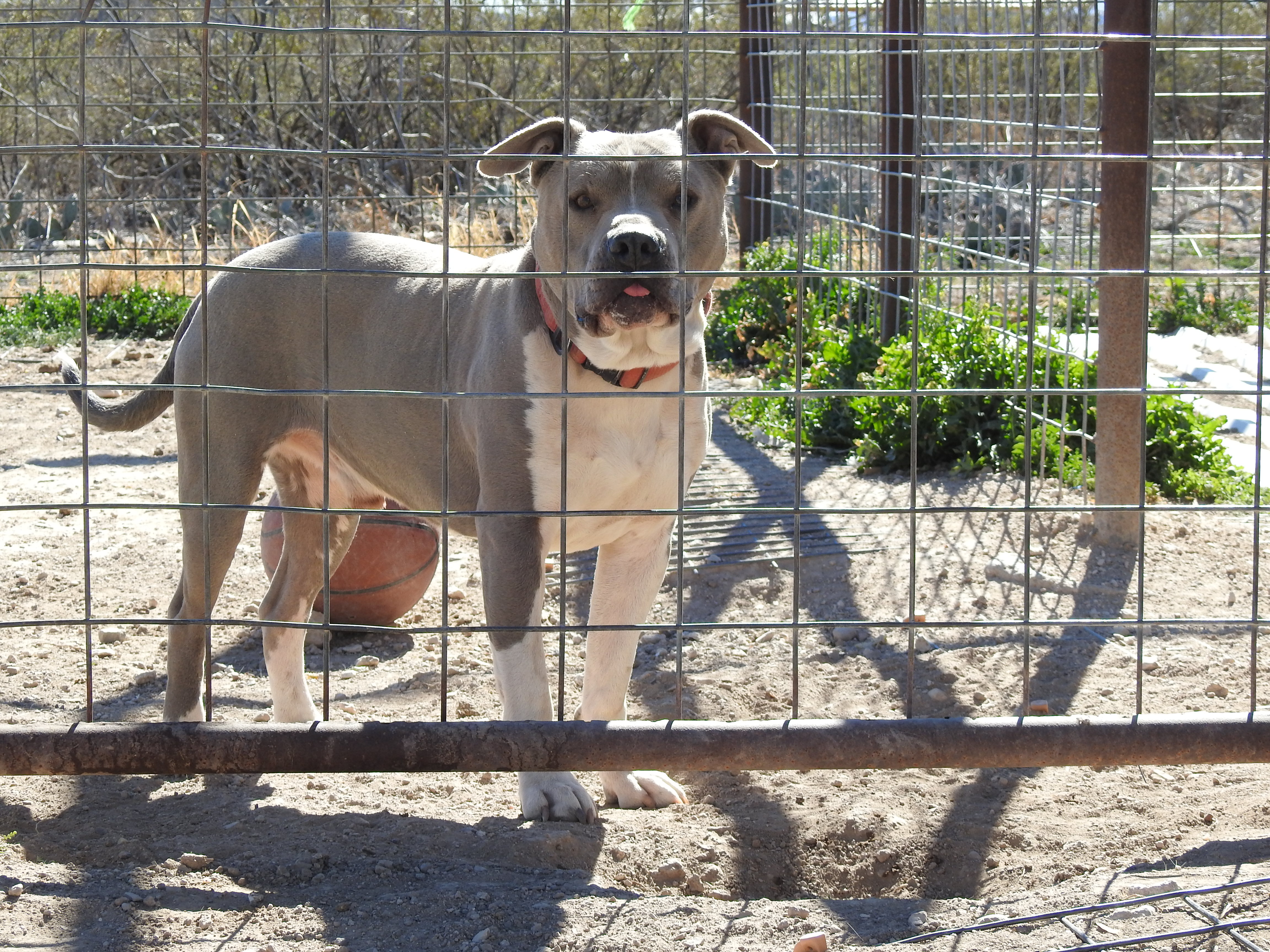 Enlarge Gunther, a Adoptable mixed breed in Marathon, TX image 4/4