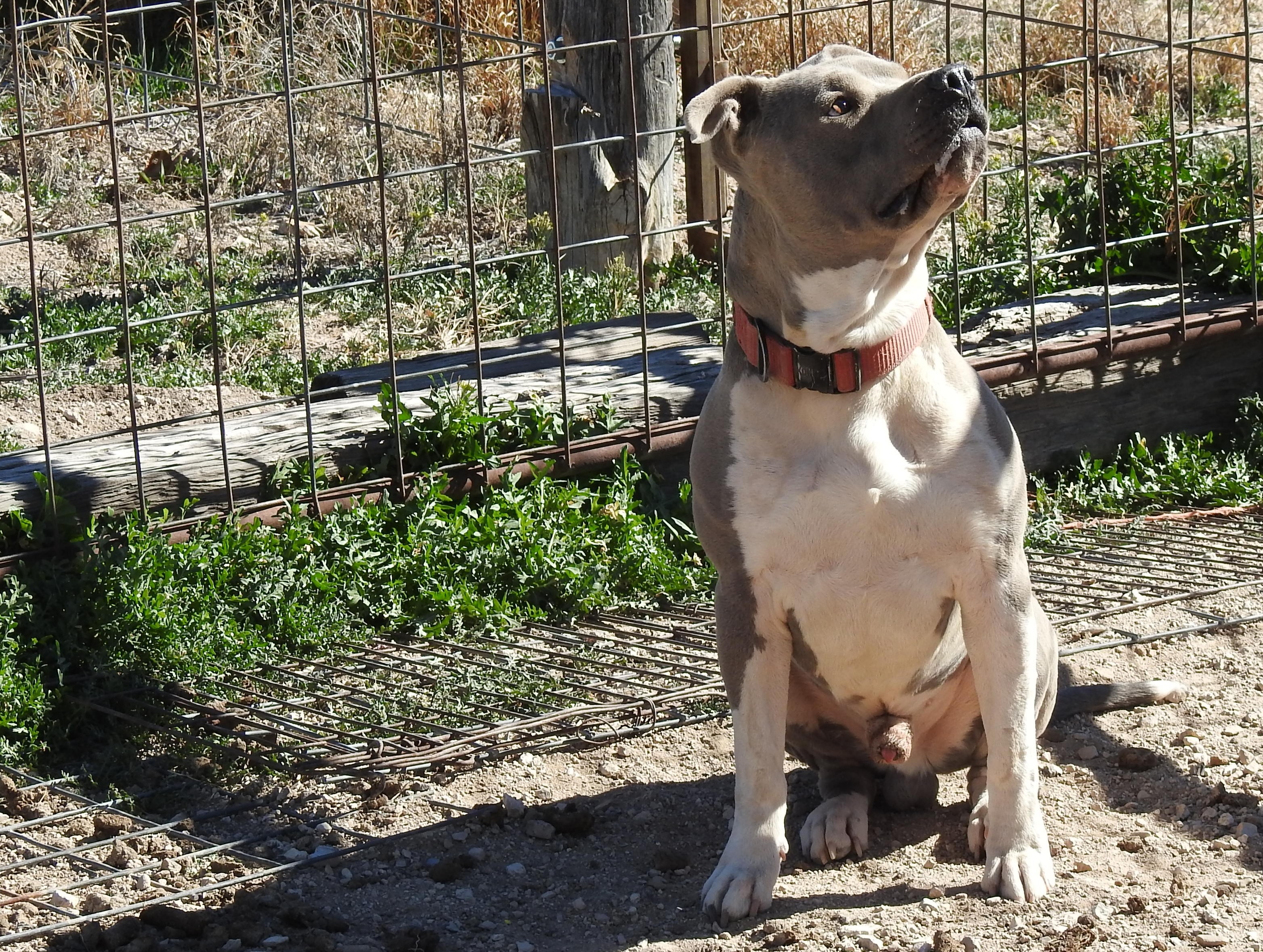 Enlarge Gunther, a Adoptable mixed breed in Marathon, TX image 3/4