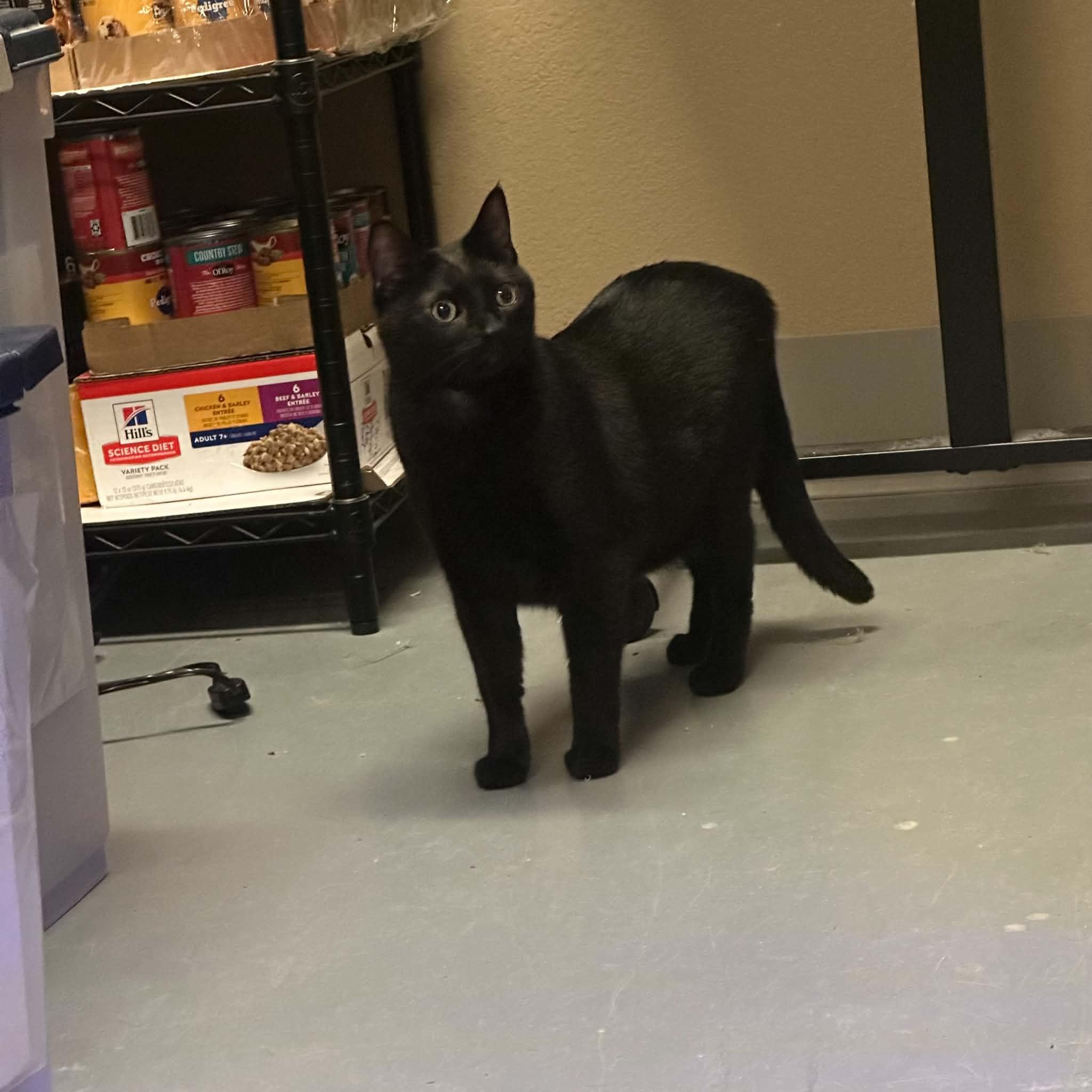 Ebony, adopted, Adult Female Domestic Short Hair.