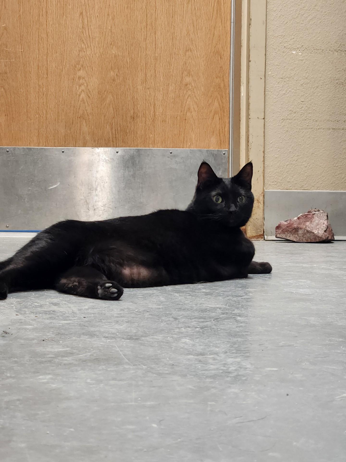 Ebony, an adopted Domestic Short Hair in Truth or Consequences , NM image 6/6