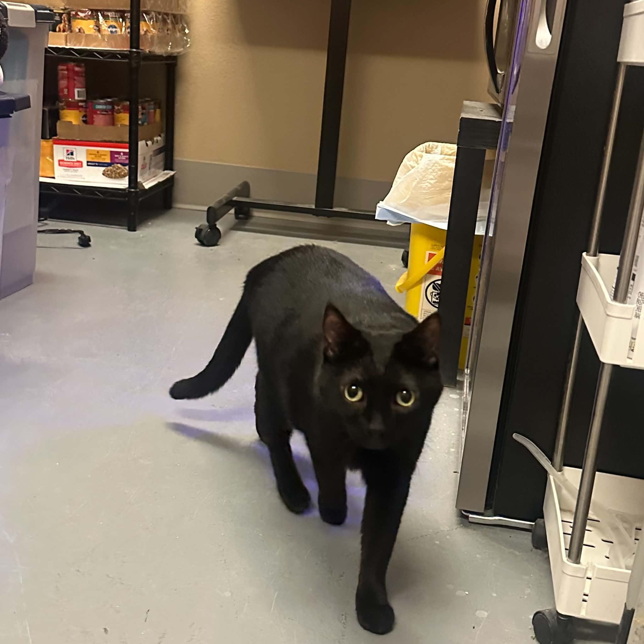 Ebony, an adopted Domestic Short Hair in Truth or Consequences , NM image 4/6