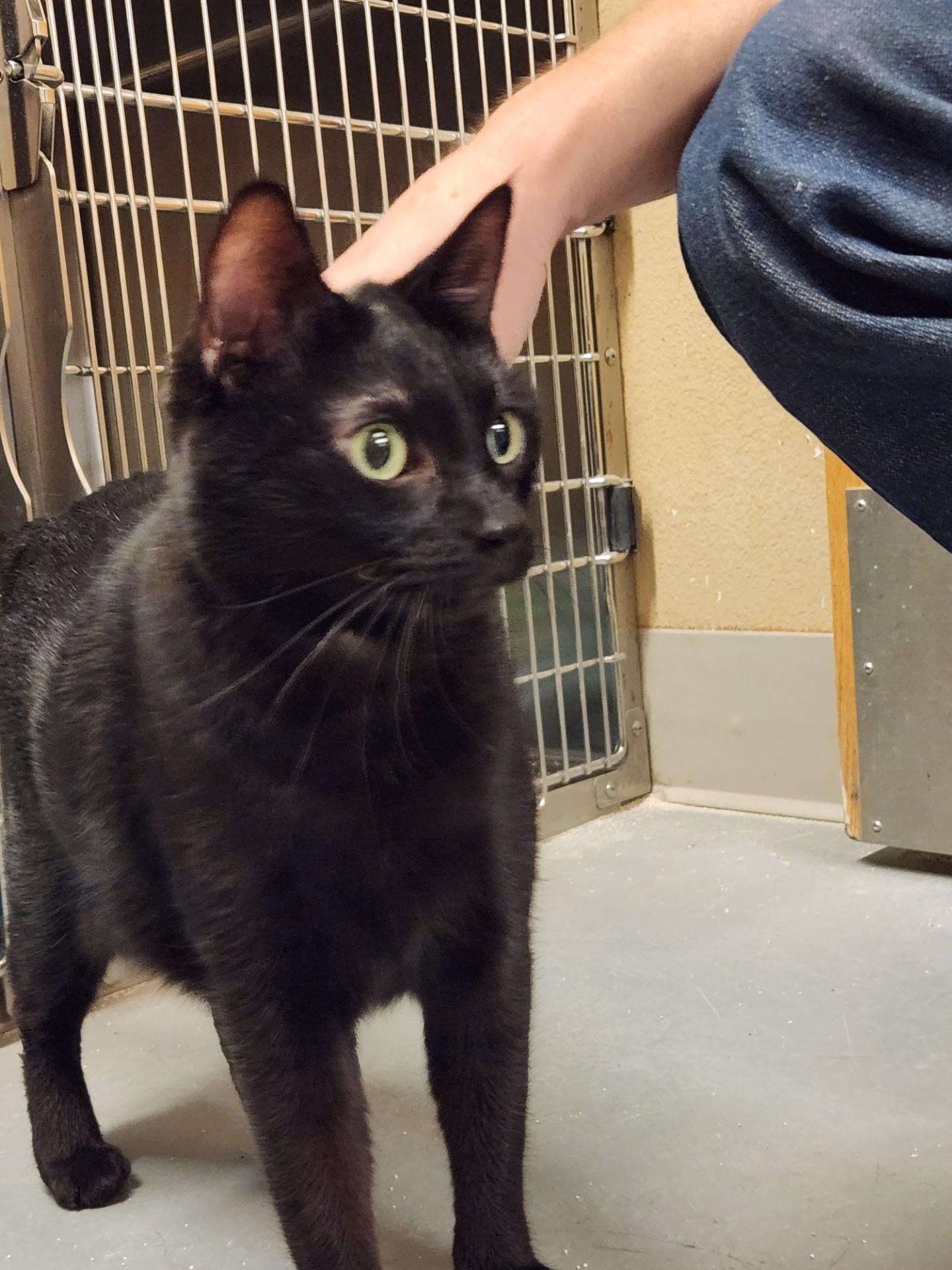 Ebony, an adopted Domestic Short Hair in Truth or Consequences , NM image 3/6