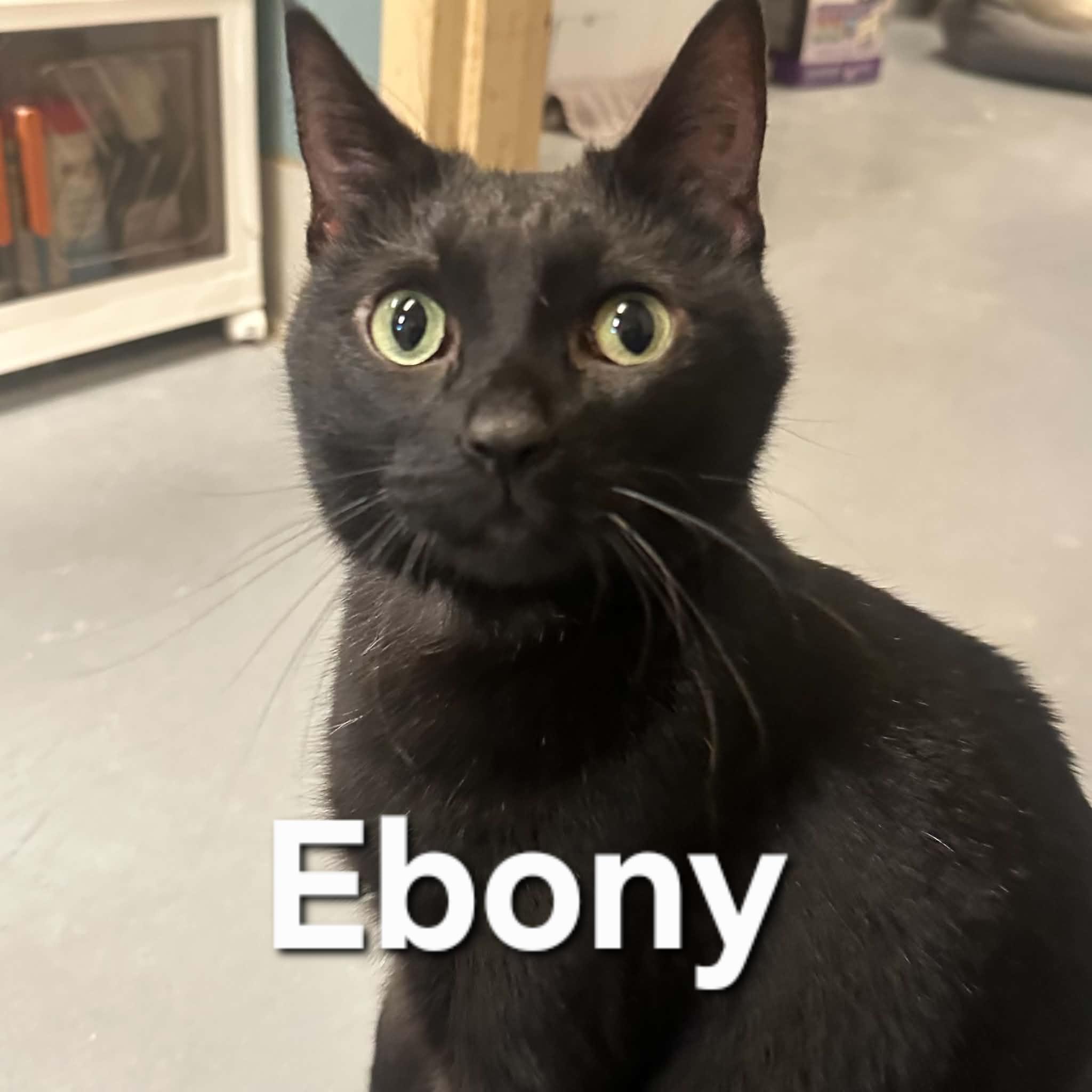 Ebony, an adopted Domestic Short Hair in Truth or Consequences , NM image 2/6