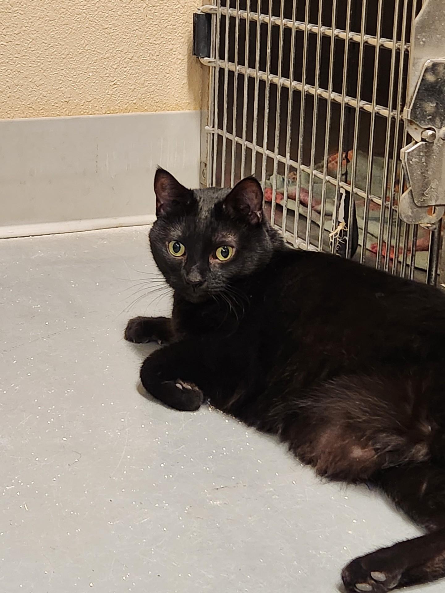 Ebony, an adopted Domestic Short Hair in Truth or Consequences , NM image 5/6