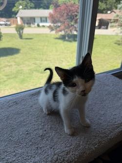 Spot, a Adoptable mixed breed in Port Republic, MD image 1/3