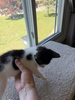 Spot, a Adoptable mixed breed in Port Republic, MD image 2/3