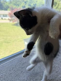 Spot, a Adoptable mixed breed in Port Republic, MD image 3/3