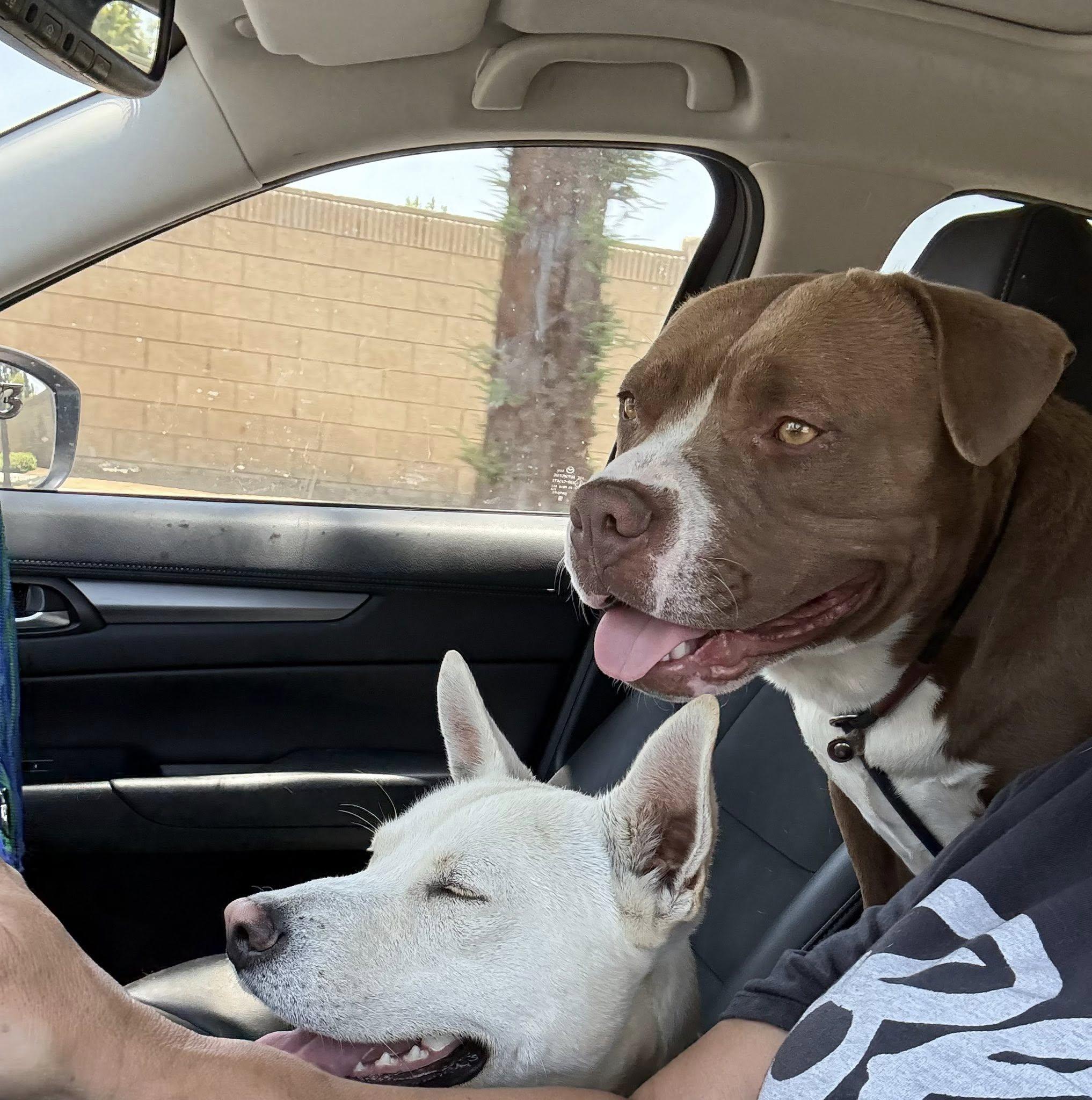 Enlarge ZIGGY, an adoptable mixed breed in La Honda, CA image 6/6