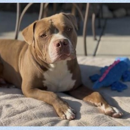 Enlarge ZIGGY, an adoptable mixed breed in La Honda, CA image 1/6