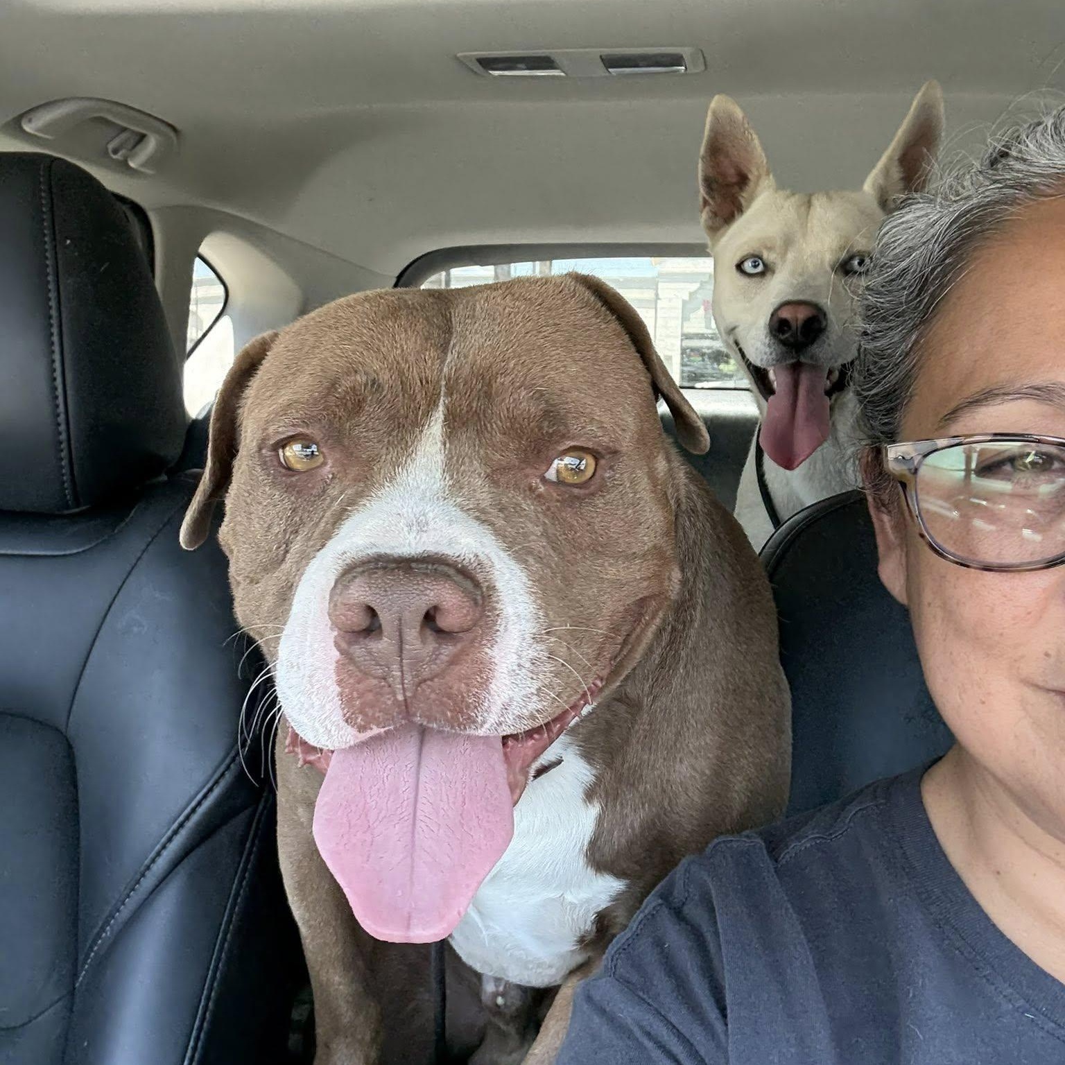 Enlarge ZIGGY, an adoptable mixed breed in La Honda, CA image 5/6