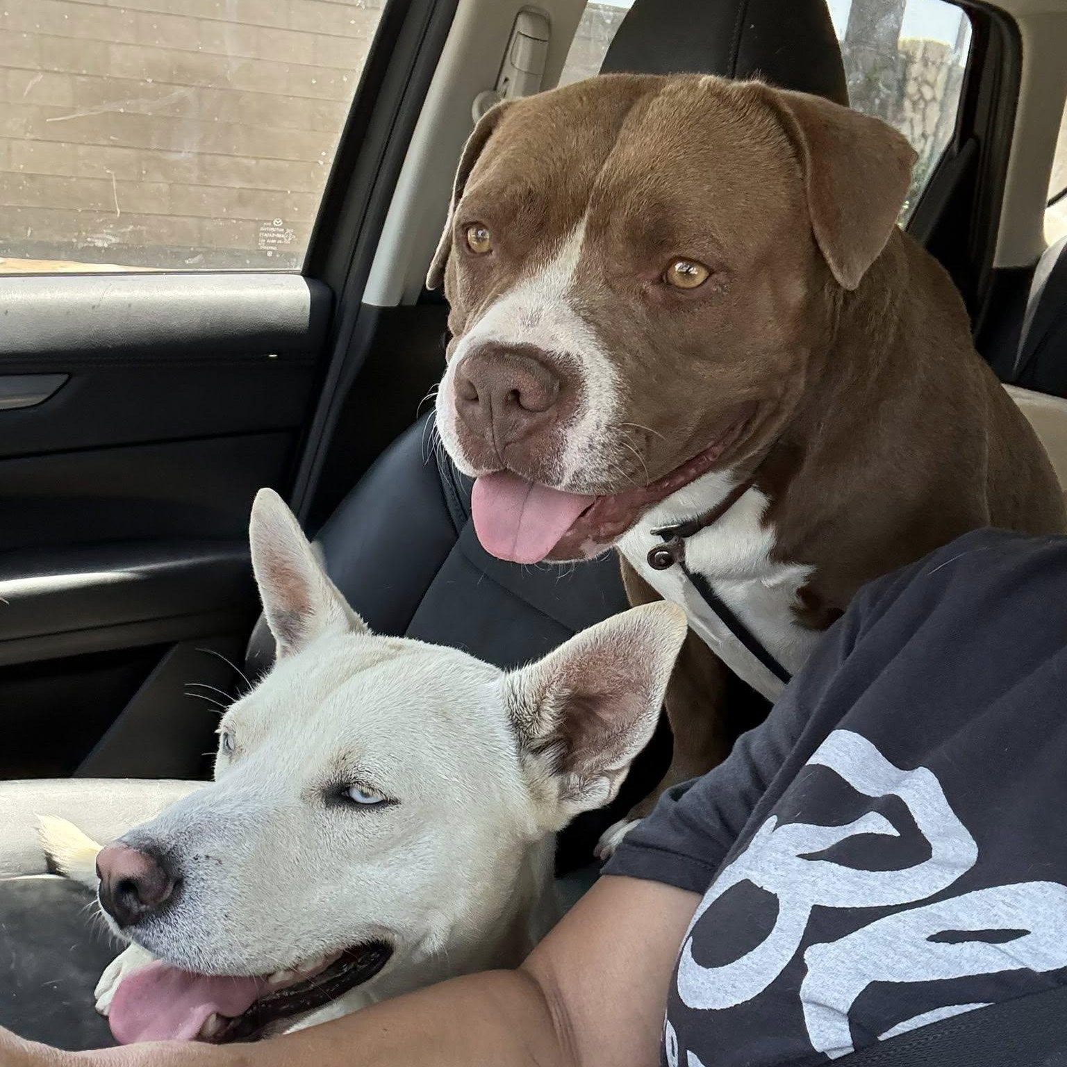 Enlarge ZIGGY, an adoptable mixed breed in La Honda, CA image 3/6