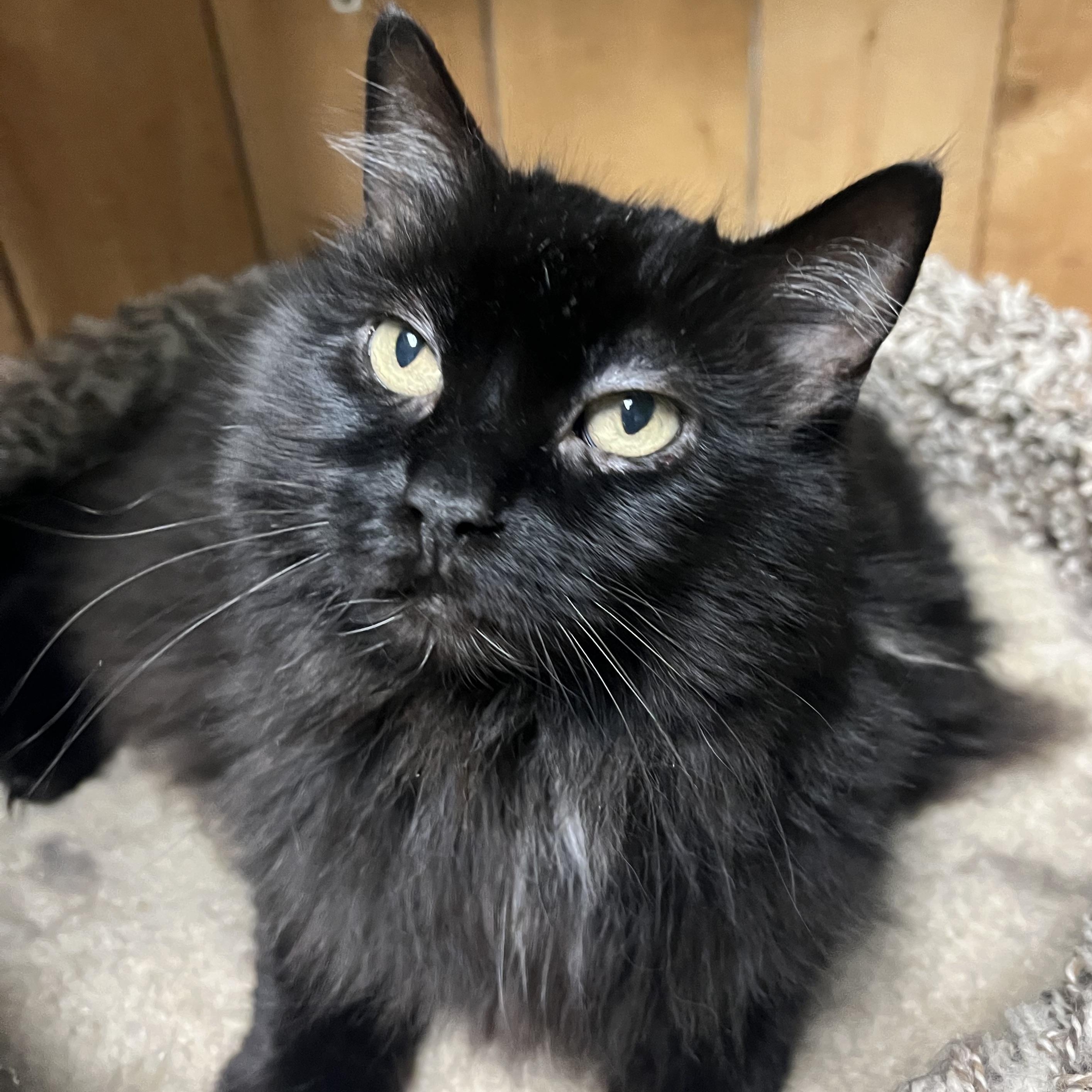 Cosmo, a ADOPTABLE Domestic Long Hair in Spokane, WA image 2/3