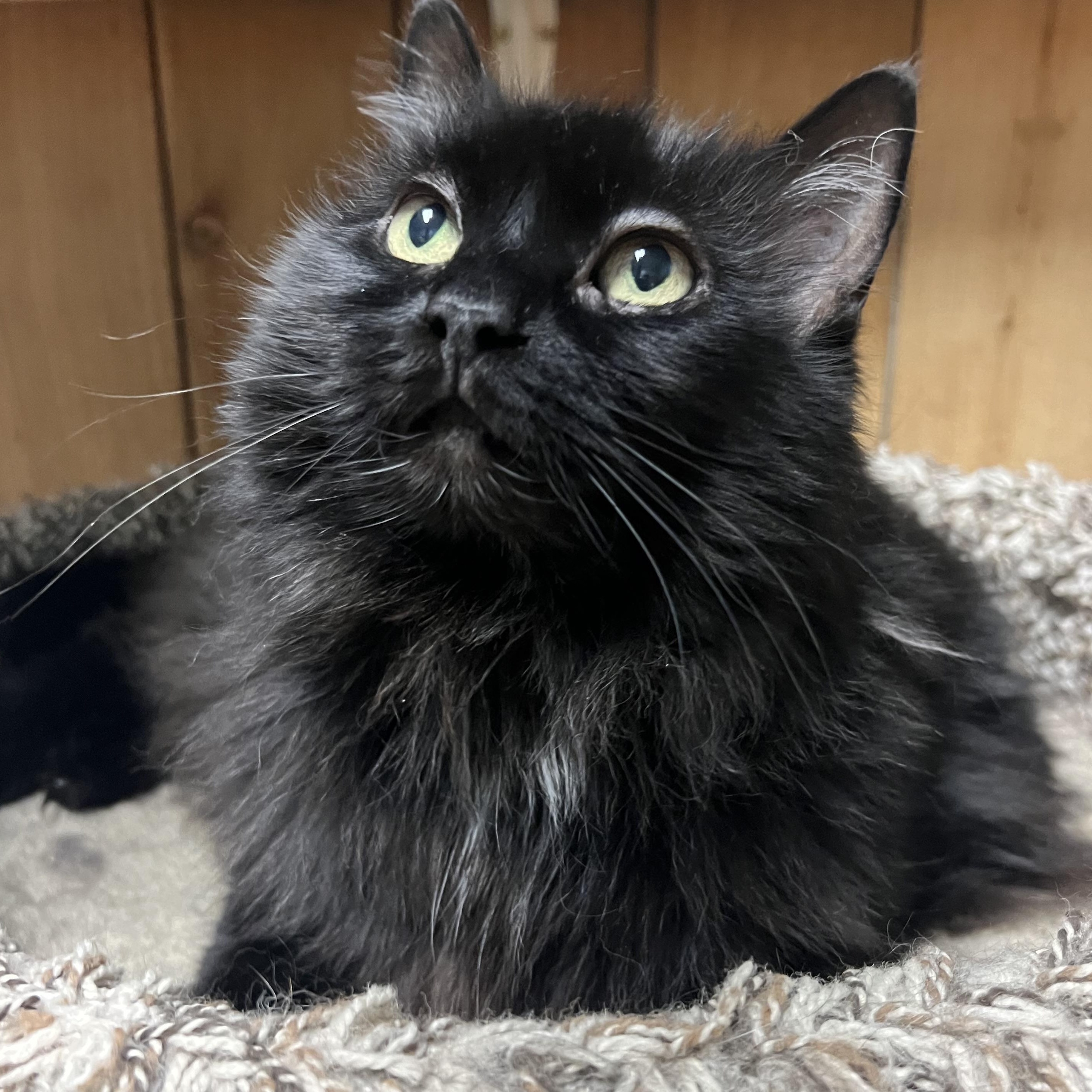 Cosmo, ADOPTABLE, Adult Female Domestic Long Hair.