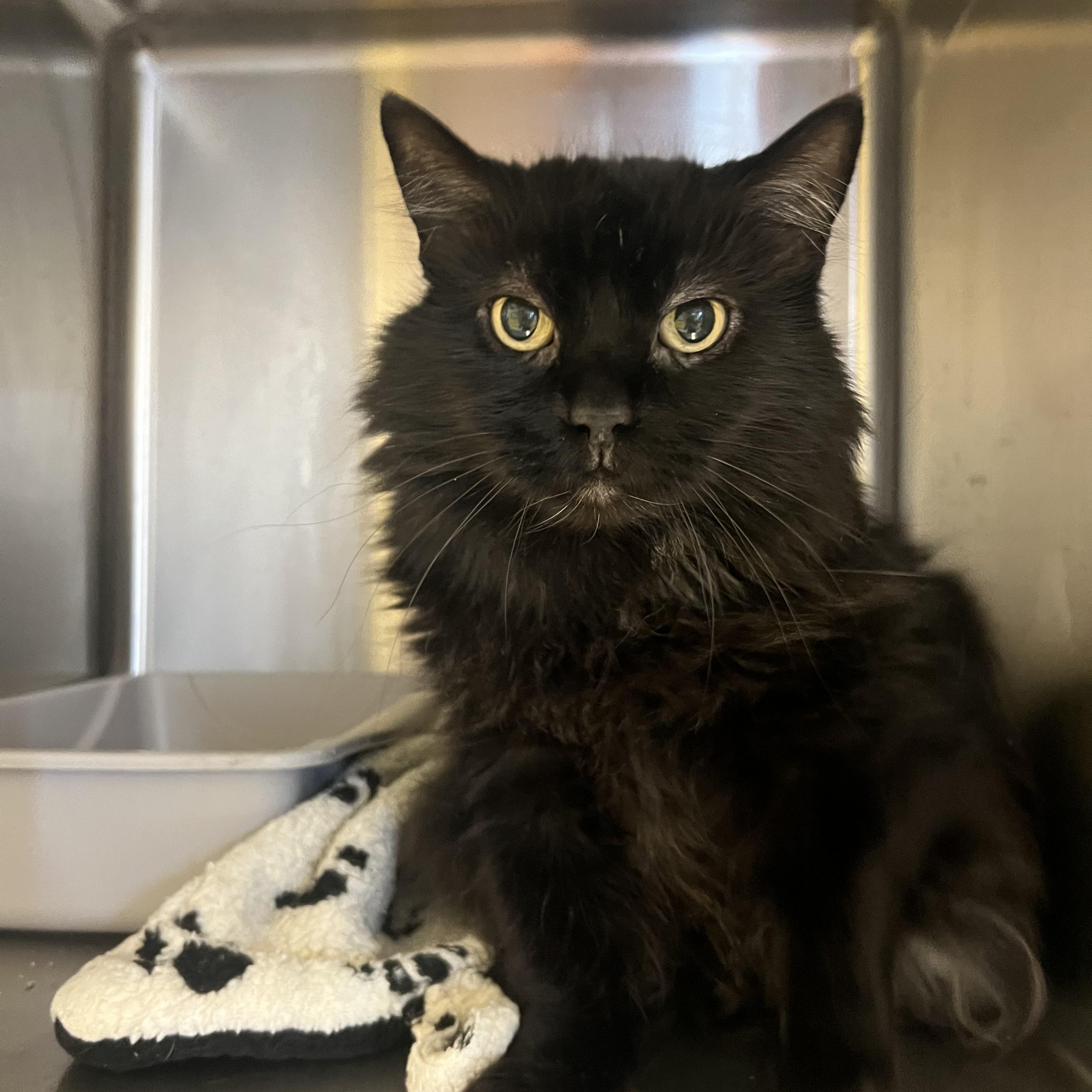 Cosmo, ADOPTABLE, Adult Female Domestic Long Hair.
